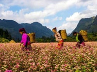 Le loop de Ha Giang, souvenir inoubliable 