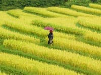 Recommandation d'une bonne agence de voyage locale au Vietnam