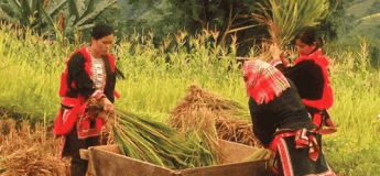 Circuit Vietnam 2 semaines