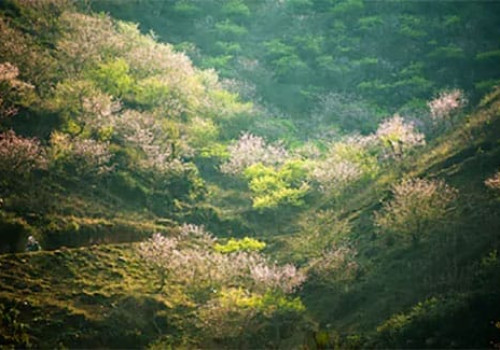 Moc Chau - Pruniers en fleur