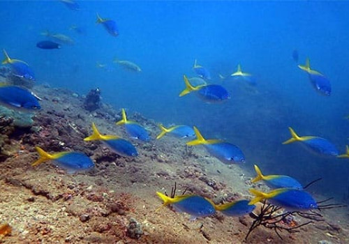 Iles Cham - Paradis des plongeurs