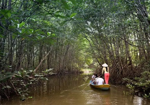 La mangrove de Can Gio