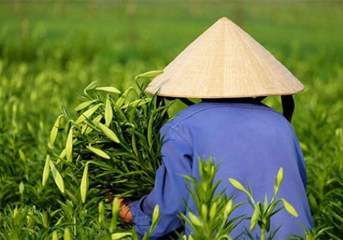 Thuy Bieu - Femme au chapeau