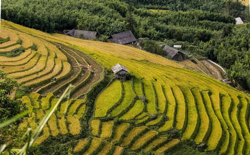 À la saison de récolte au mois de septembre à Sapa