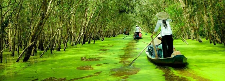 Forêt cajeputier de Tra Su