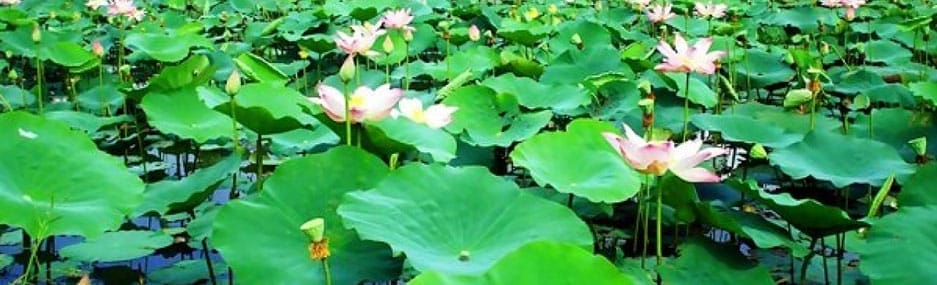 Écotourisme-Gao-Giong-a-Dong-Thap