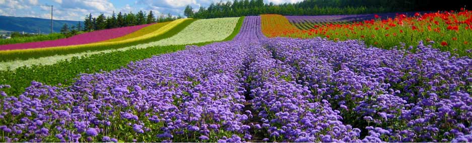 voyage-de-noces-à-Da-Lat