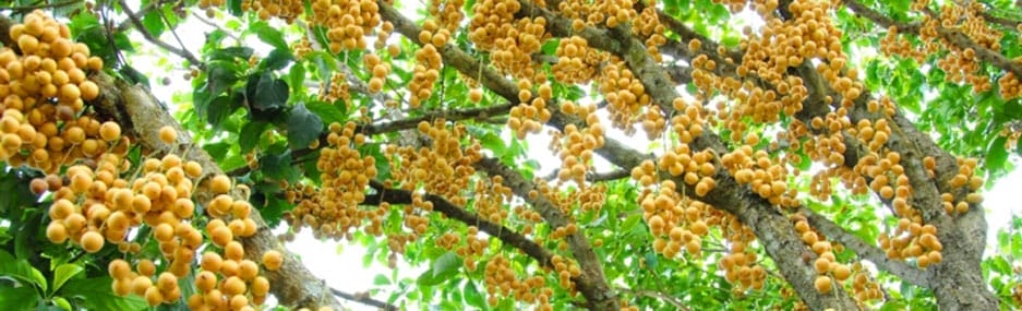 Verger-dans-le-Delta-du-Mekong