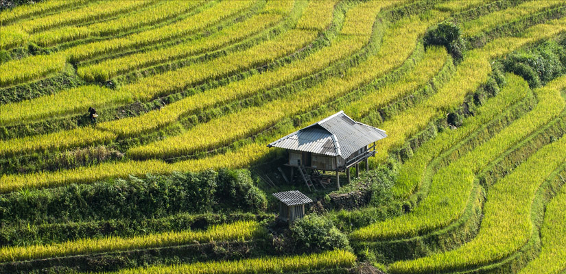 Les-rizieres-en-terrasse-a-Bac-Ha