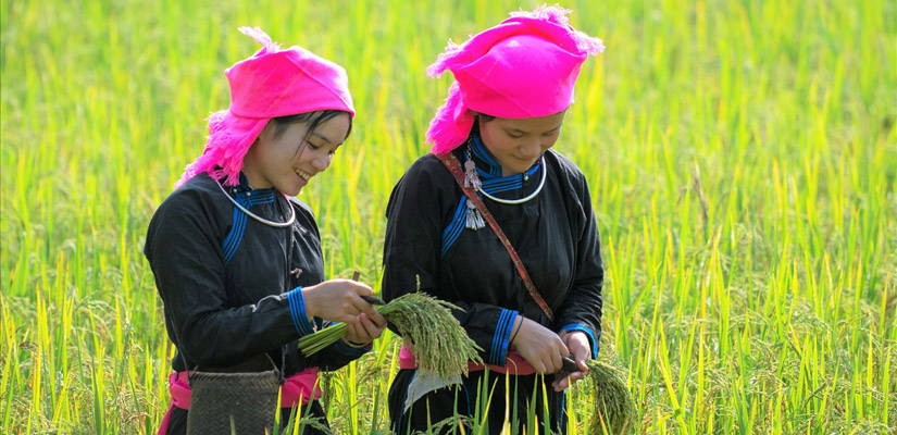 Les-rizieres-de-Bac-Ha