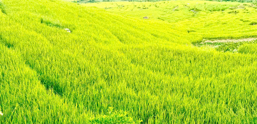 Comment-se-rendre-a-Binh-Lieu