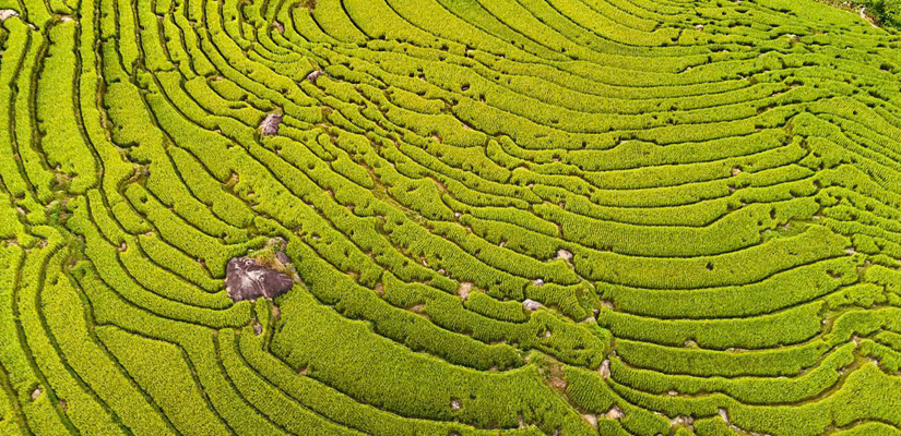 Les-rizieres-jaunes-a-Binh-Lieu