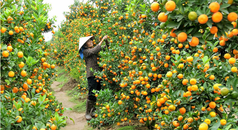 Verger-luxuriant-a-Can-Tho