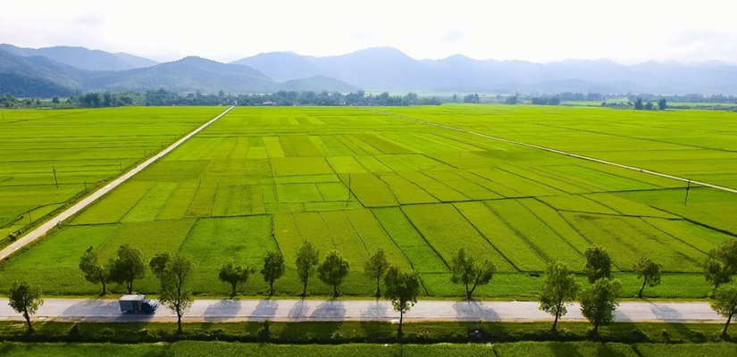 La-culture-du-riz-au-Vietnam
