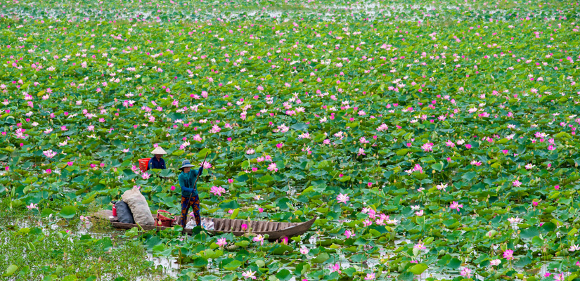 Les-lotus-de-Dong-Thap