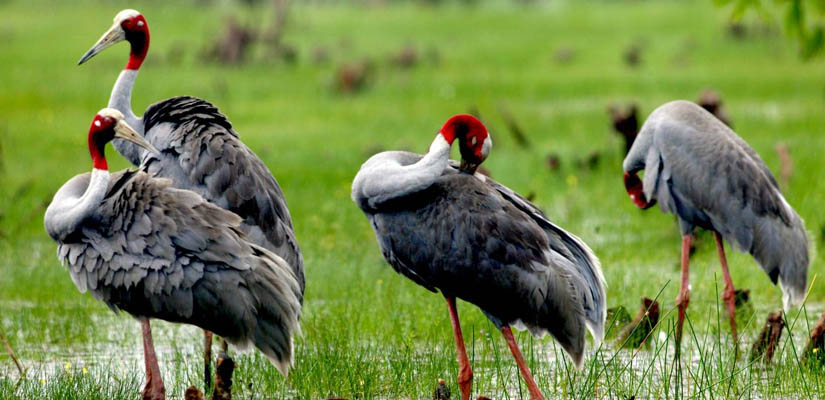 Parc-ornithologique-de-Dong-Thap