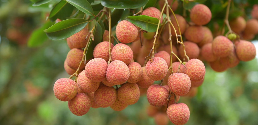 litchis-au-Vietnam