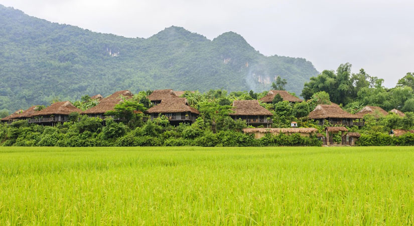 Les-rizieres-jaunes-a-Mai-Chau
