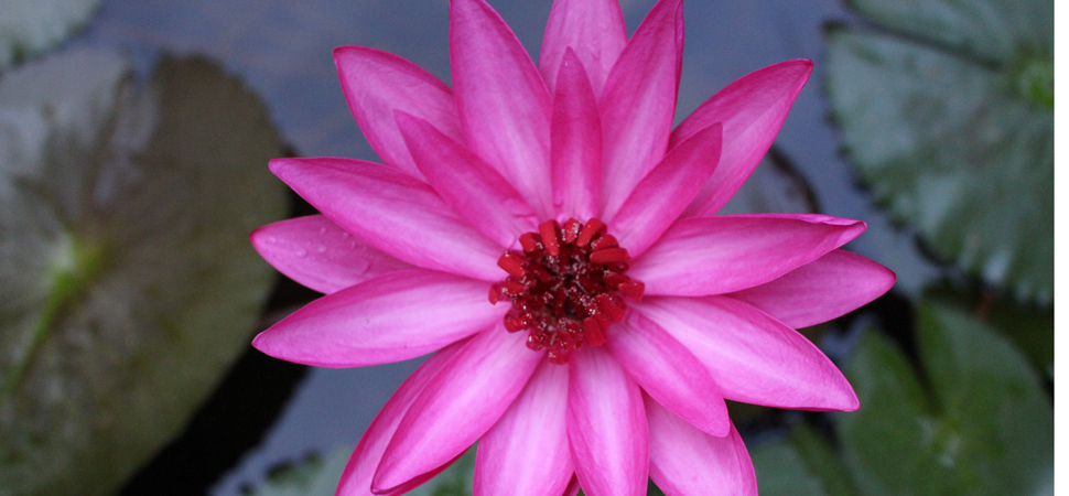 Excursion-dans-le-Delta-du-Mekong