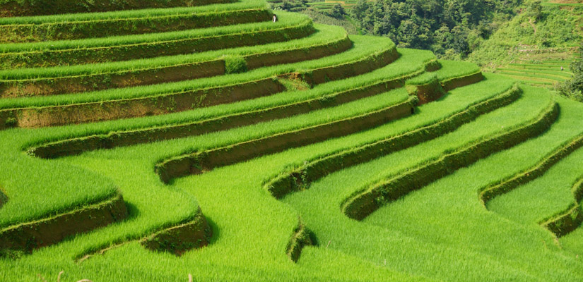 Les-rizieres-vertes-a-Mu-Cang-Chai