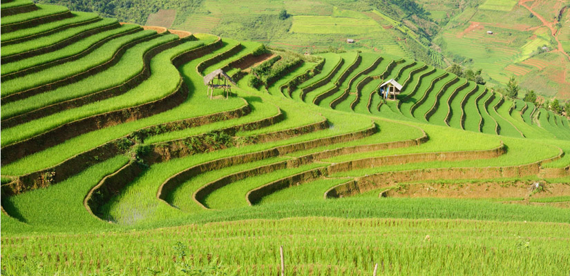 Rizieres-vertes-a-Mu-Cang-Chai