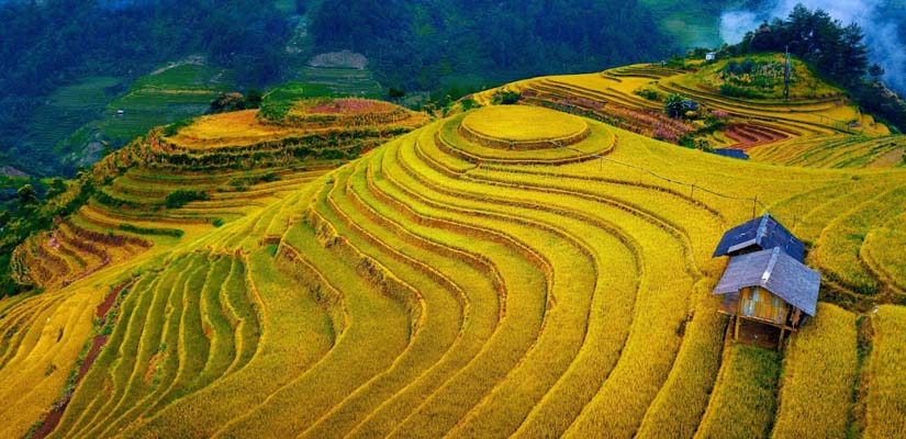 rizieres-en-terrase-a-Mu-Cang-Chai