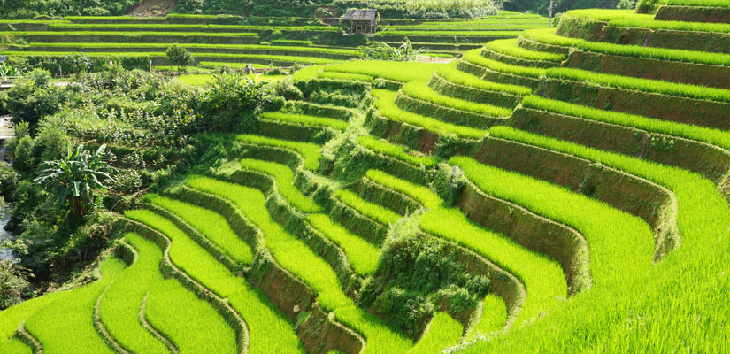 Rizieres-en-terrasse-a-Nghia-Lo