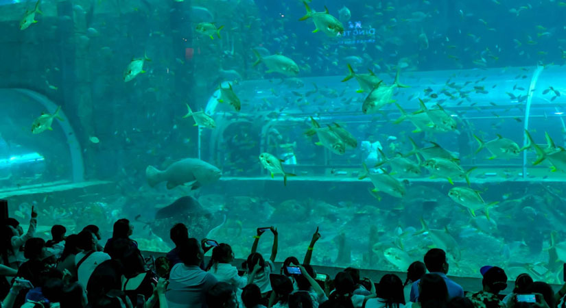 Nha-Trang-aquarium-Tri-Nguyen