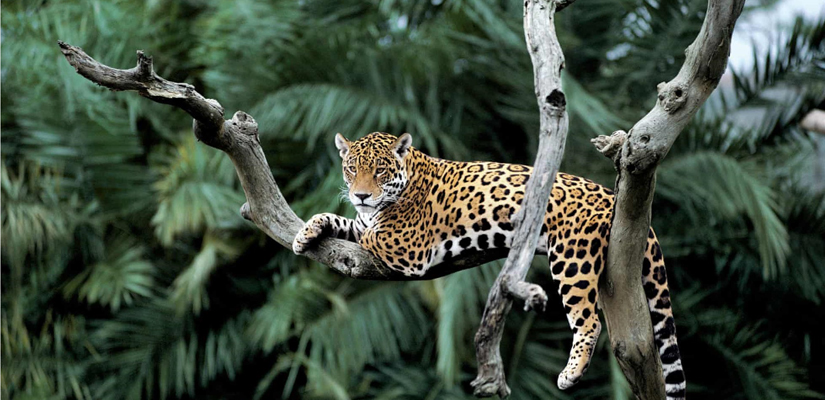 Les-annimaux-dangereux-au-Vietnam