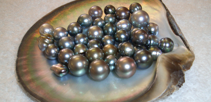 Perle-naturelle-au-Vietnam