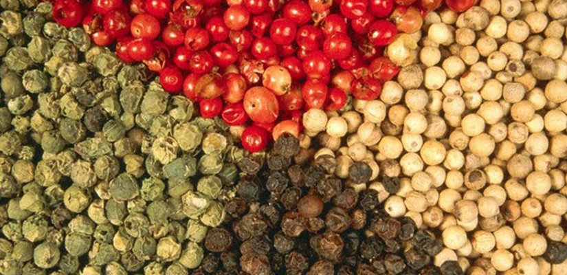 la-culture-du-poivre-a-Phu-Quoc