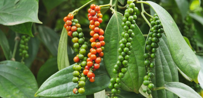 Où-acheter-du-poivre-a-Hanoi