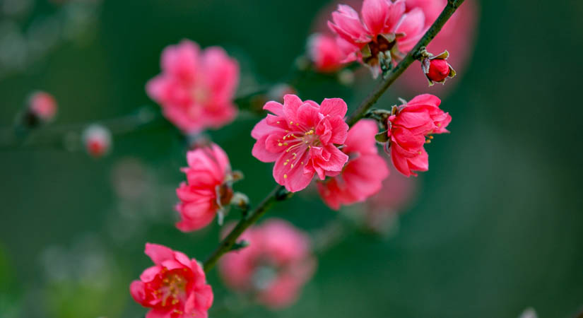 les-pechers-de-Nhat-Tan