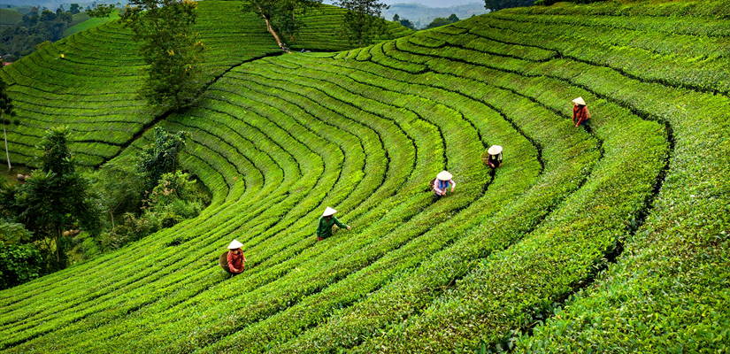 Plantation-du-thé-au-Vietnam