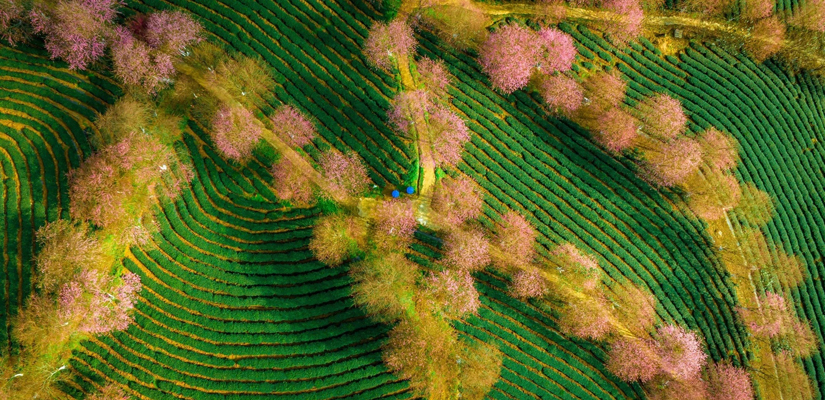 La-plantation-du-thé-vert-au-Vietnam
