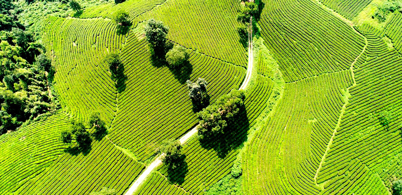 Collines-de-thé-au-Vietnam