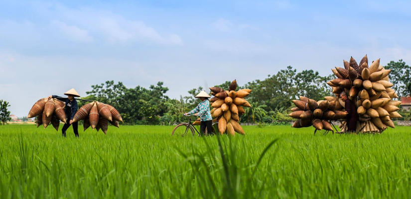 Village-de-vannerie-de-Thu-Sy