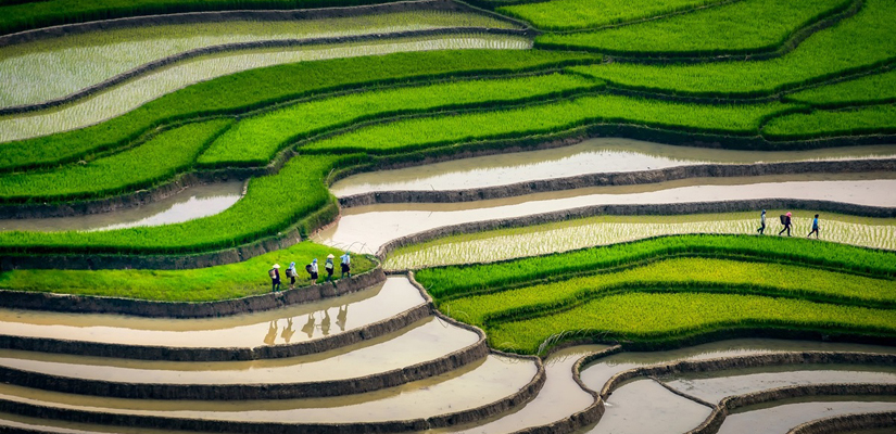 Le-repiquage-du-riz-à-Tu-Le