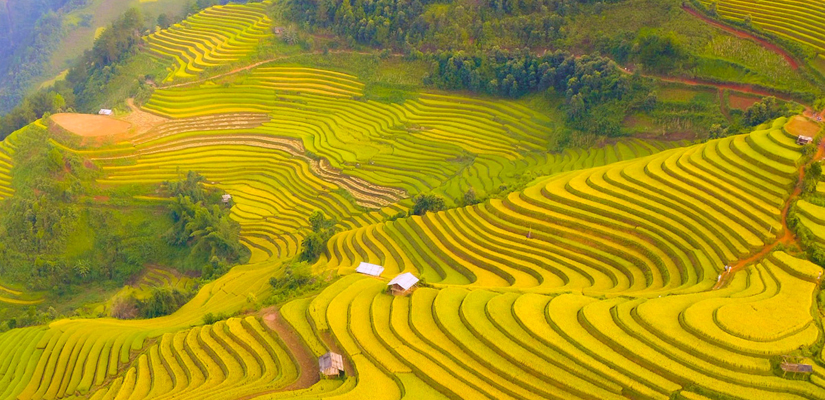 Les-rizieres-jaunes-a-Tu-Le