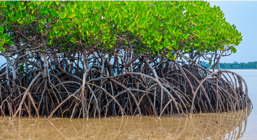 Parc-national-Xuan-Thuy-Nam-Dinh