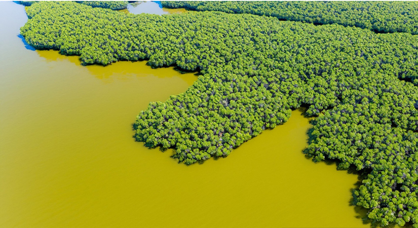 Le-parc-national-de-Xuan-Thuy