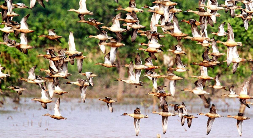les-oiseaux-dans-le-parc-de-national-de-Xuan-Thuy