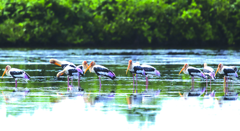 Parc-ornithologique-de-Xuan-Thuy-a-Nam-Dinh