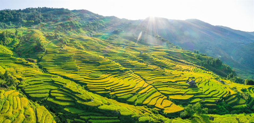 Les-rizieres-en-terrasse-a-Y-Ty