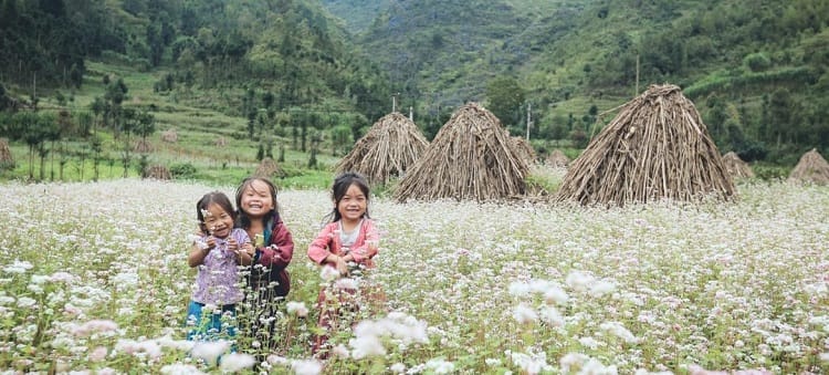 Ha Giang en saison de fleur