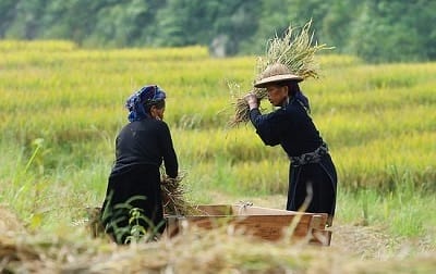 hmong noir-sapa-vietnam