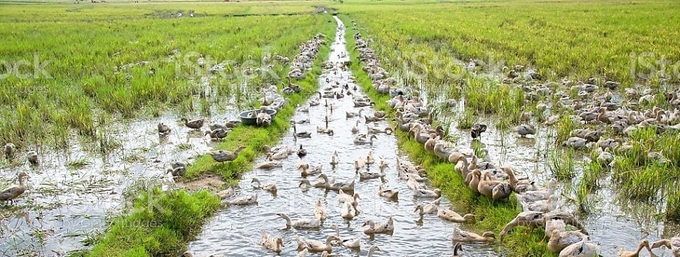 canard_culture-cuisine_vietnam