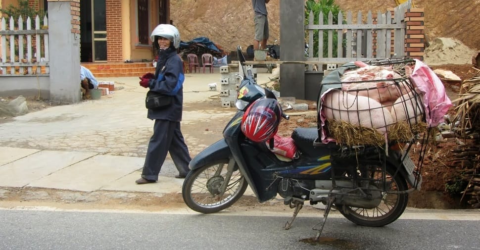 cochon_culture-vietnam