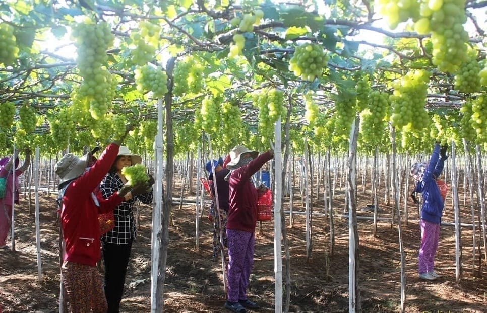 decouvrir_vignoble_ninh-thuan
