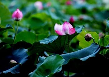 fleur-lotus